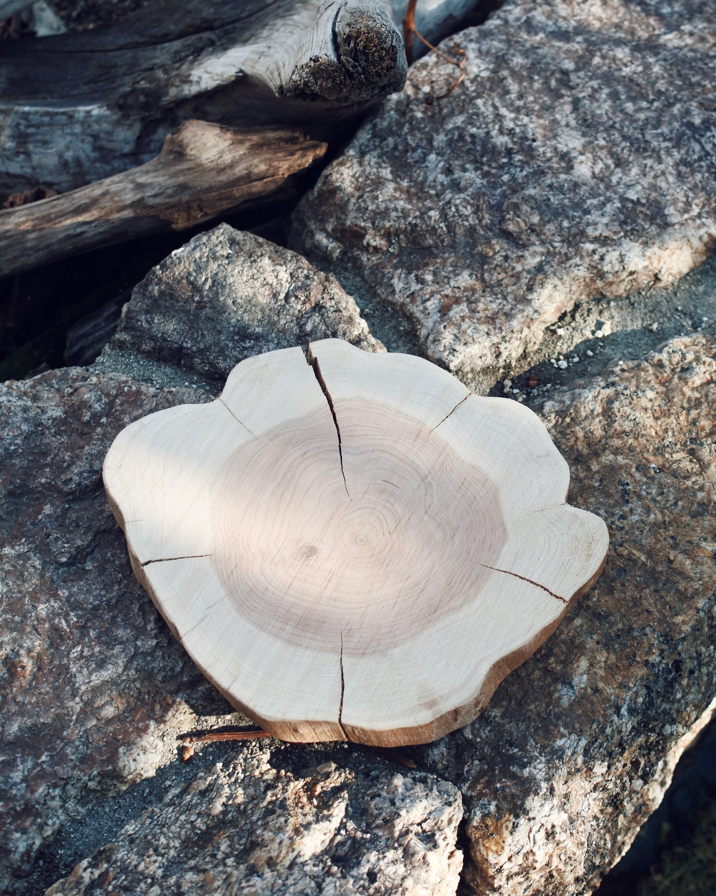 カイヅカイブキ|輪切りコースター