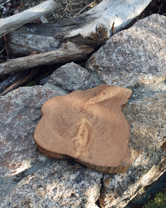 ムロ|輪切りコースター