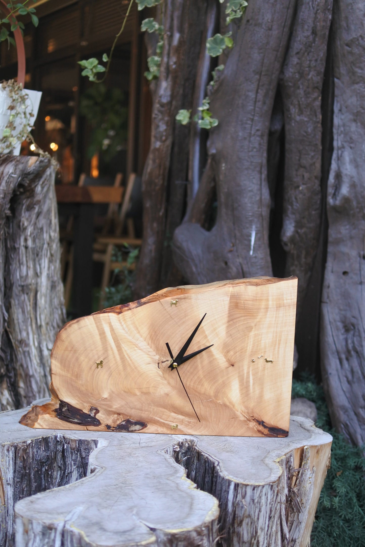 イチョウ｜一枚板時計